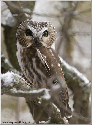 Northern Saw-whet Owl 20