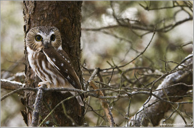 Northern Saw-whet Owl 19