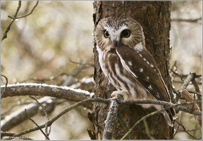 Northern Saw-whet Owl 18