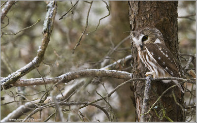Northern Saw-whet Owl 15
