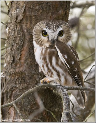 Northern Saw-whet Owl 17