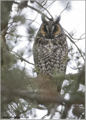 Long-eared Owl 13