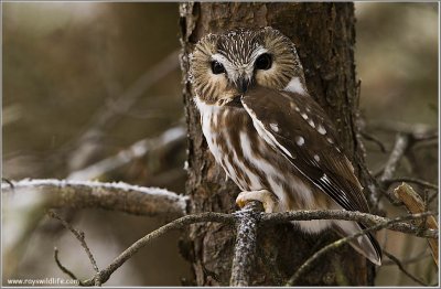 Northern Saw-whet Owl 16