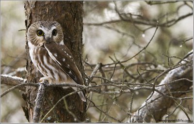 Saw-whet  Owl 2 second edit