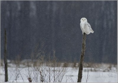 Snowy Owl on a Post 44