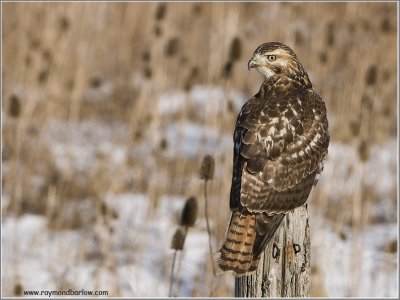 Red-tailed Hawk Hunting 219