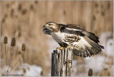 Red-tailed Hawk 223