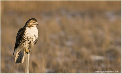 Red-tailed Hawk Hunting 228