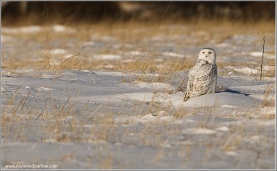 Snowy Owl 45