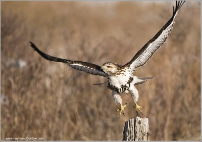 Red-tailed Hawk in Flight 236