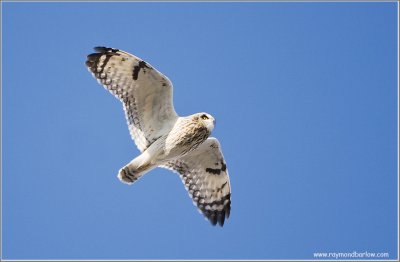 Short-eared Owl in Flight 54