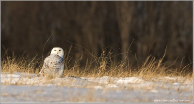 Snowy Owl 47