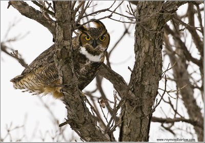 Great-horned Owl 13