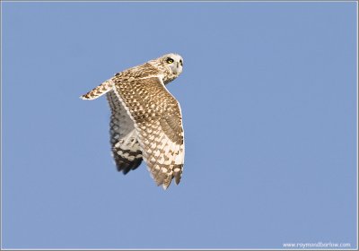 Short-eared Owl in Flight 55