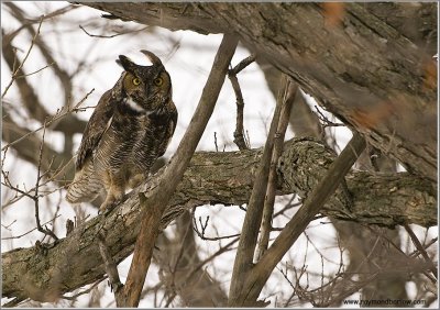 Great-horned Owl 14
