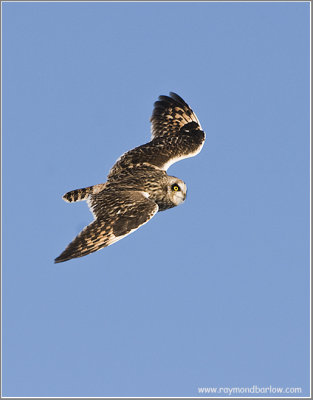 Short-eared Owl in Flight 60
