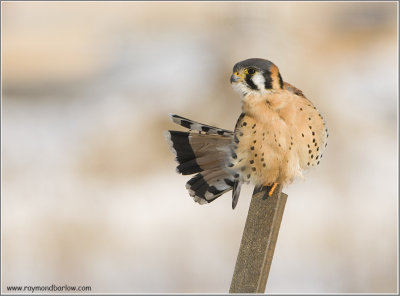 Kestrel