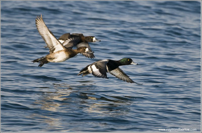 Scaups in Flight