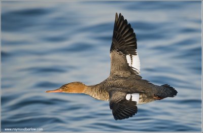 Merganser in Flight