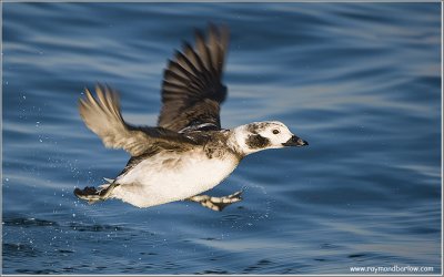 Long-tailed Duck Lift Off