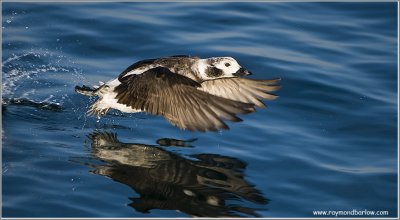 Long-tailed Duck Lift Off
