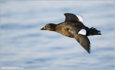 White-winged Scoter