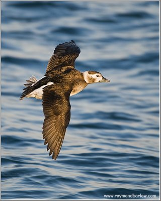 Long-tailed Duck in Flight