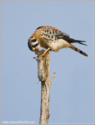 Kestrel . Brains First ... / 2nd edit