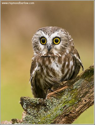 Saw-whet Owl ... Captive (re-edit)
