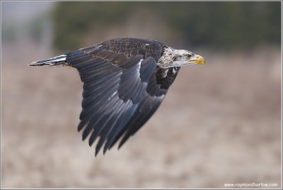 Bald Eagle    (captive)