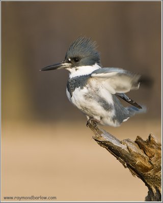 Belted Kingfisher