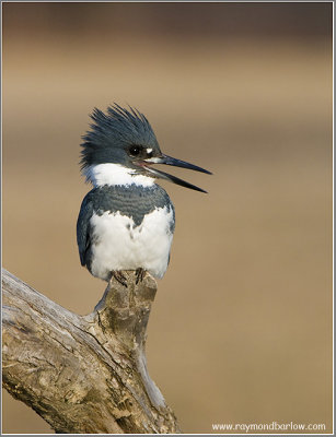 Belted Kingfisher Calling