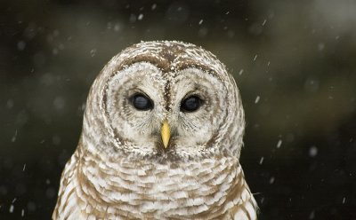 Barred Owl    Re-edit 9