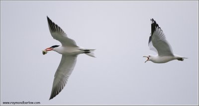 Caspian Tern + Ring-billed Gull in Pursiut