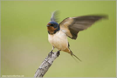 Barn Swallow Shaking off the Water