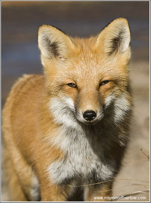 Red Fox