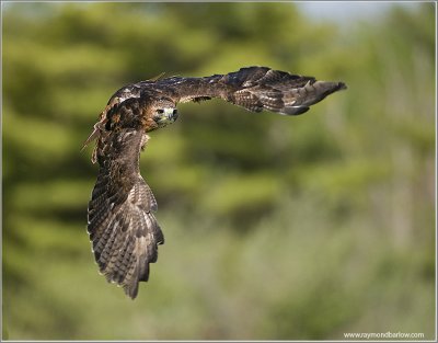 Red-tailed Hawk   (captive)