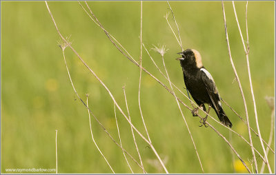 Bobolink