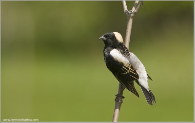 Bobolink