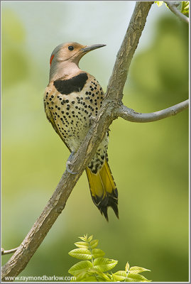 Northern flicker