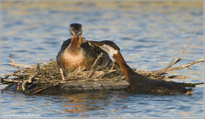 Red-necked Grebe with chick! 51