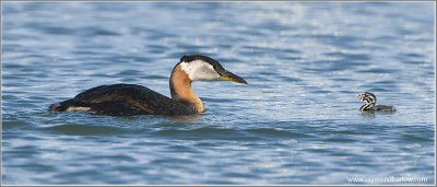 Red-necked Grebe fetching Chick 52