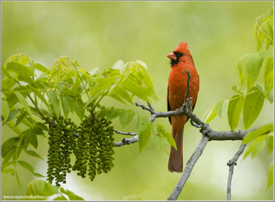  Northern Cardinal