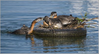 Red-necked Grebes Defending their Nest! 50