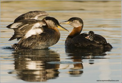 Red-necked Grebes 47