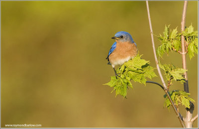  Eastern  Bluebird