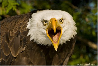 Bald Eagle    (captive)