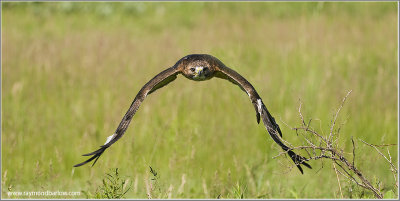 Red-tailed Hawk   (captive)