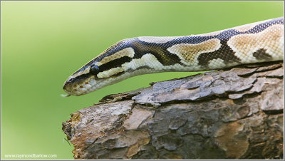Royal Python (captive)