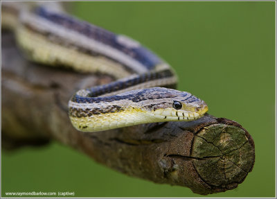 Corn Snake (captive)